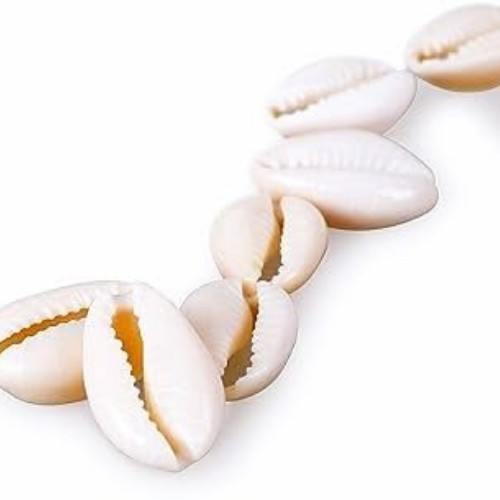 Natural Original Yellow Laxmi Cowrie (11 piece)