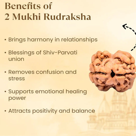 2 Mukhi Rudraksha