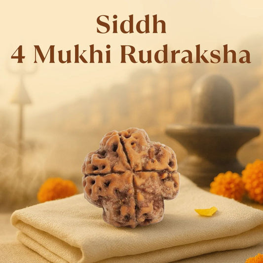 4 Mukhi Rudraksha
