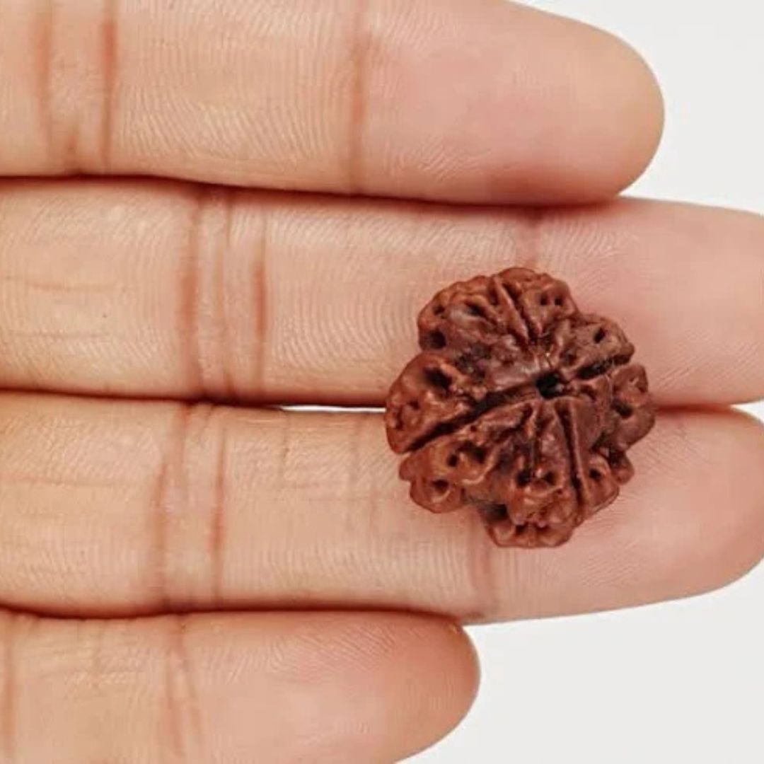 4 Mukhi Rudraksha