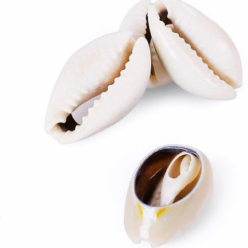 Natural Original Yellow Laxmi Cowrie (11 piece)