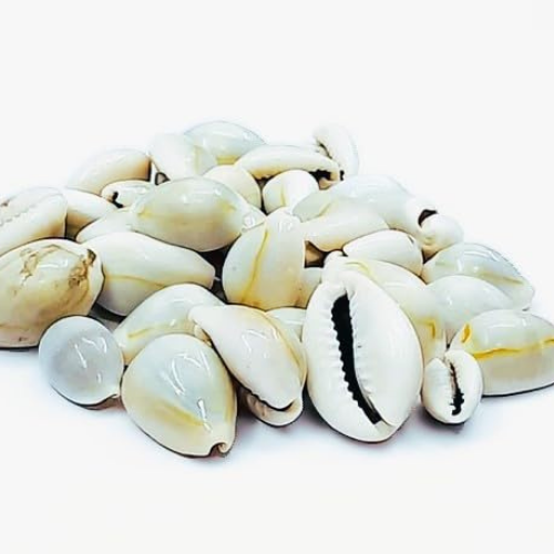 Natural Original Yellow Laxmi Cowrie (11 piece)