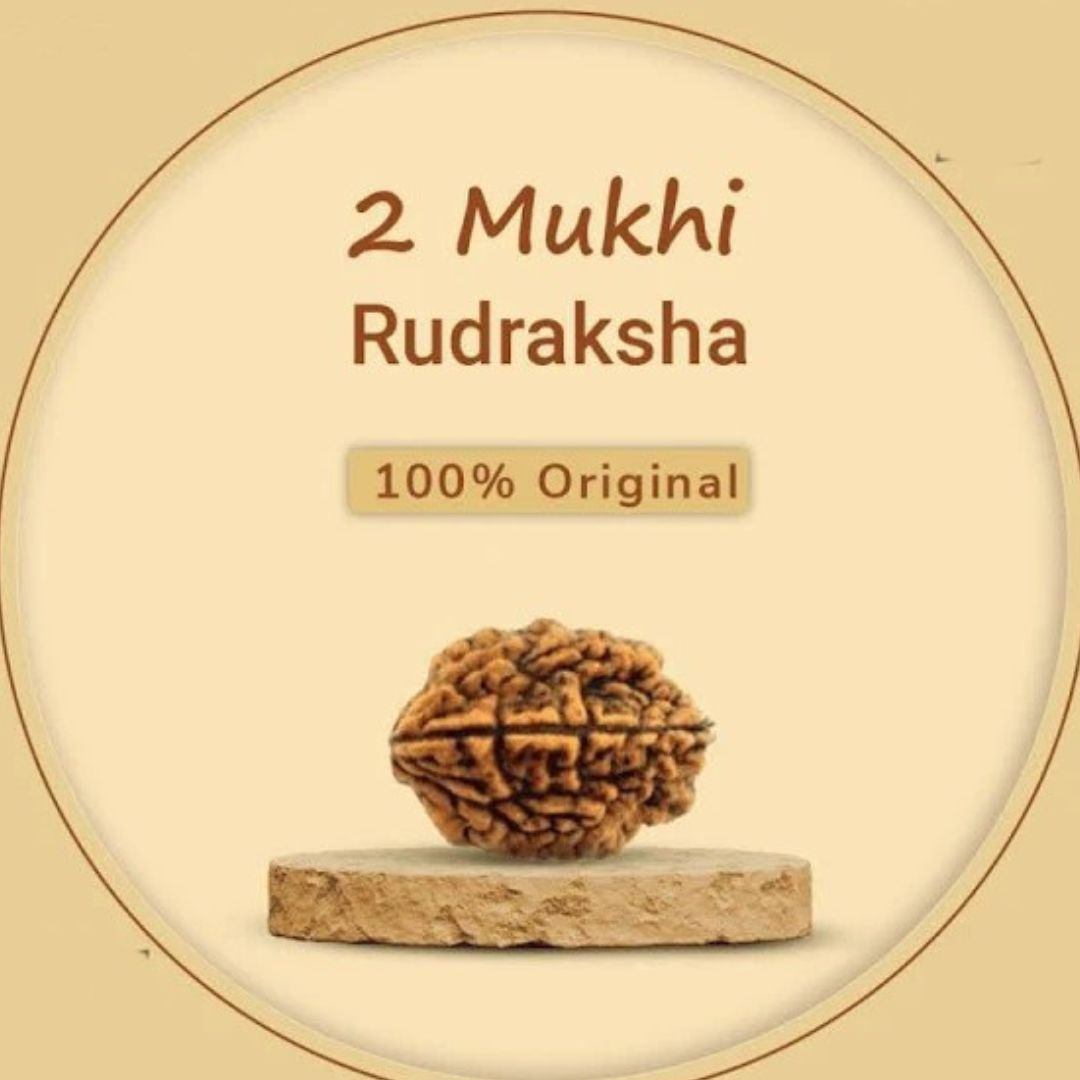 2 Mukhi Rudraksha