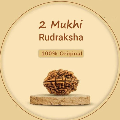 2 Mukhi Rudraksha