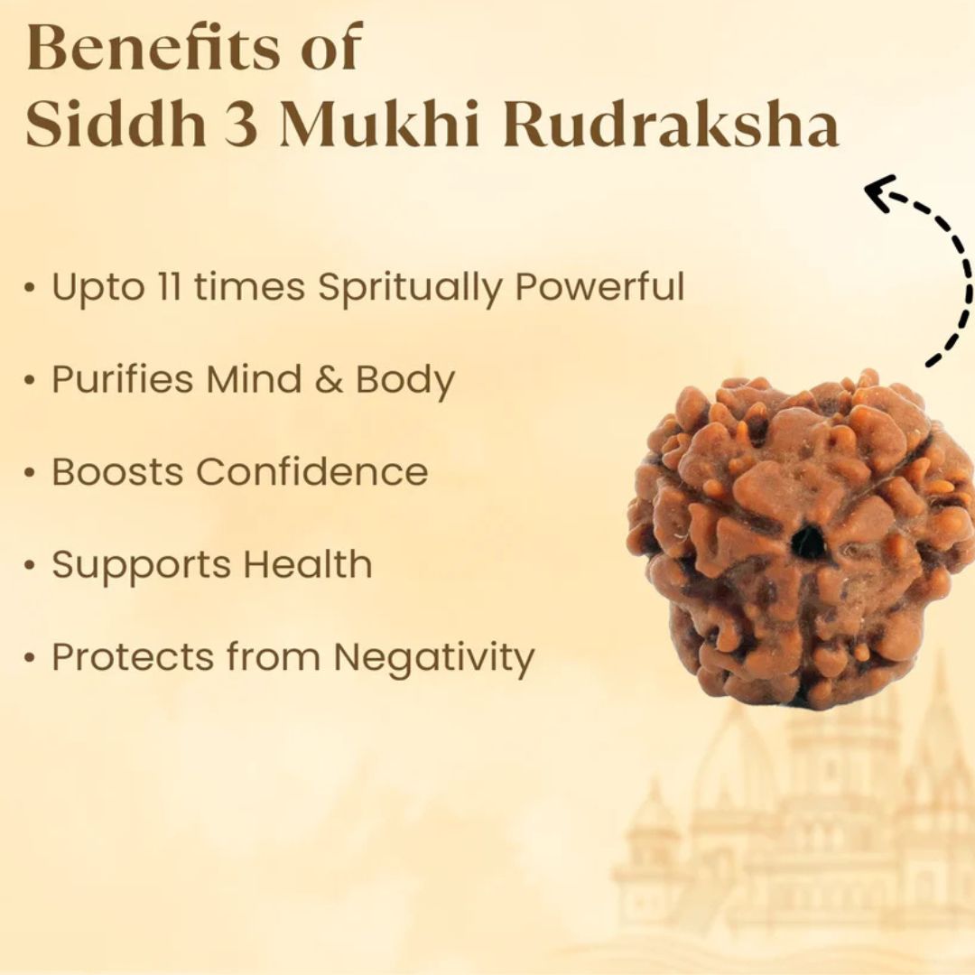 3 Mukhi Rudraksha