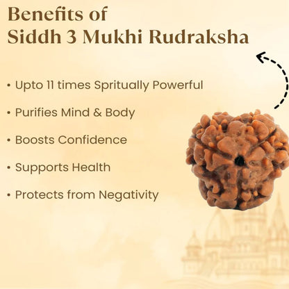 3 Mukhi Rudraksha