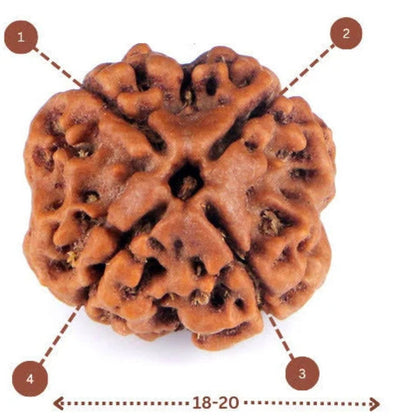 4 Mukhi Rudraksha