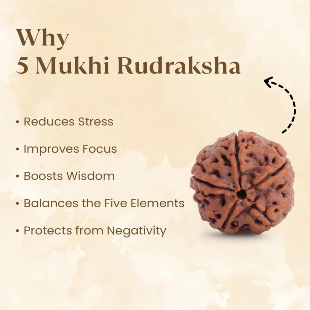 5 Mukhi Rudraksha Bead