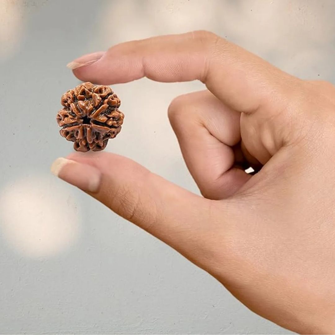 5 Mukhi Rudraksha Bead