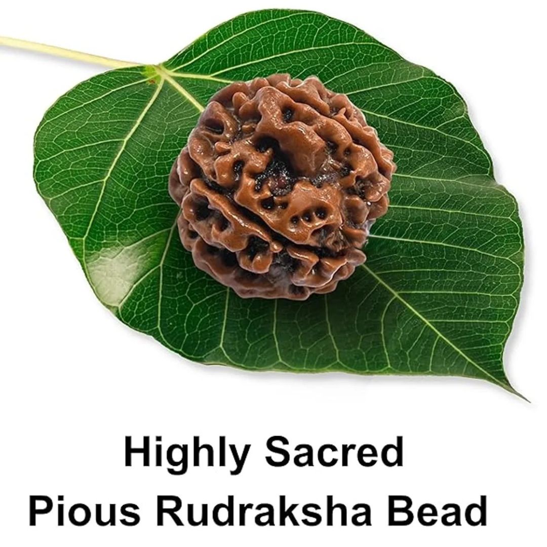 5 Mukhi Rudraksha Bead