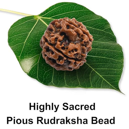 5 Mukhi Rudraksha Bead