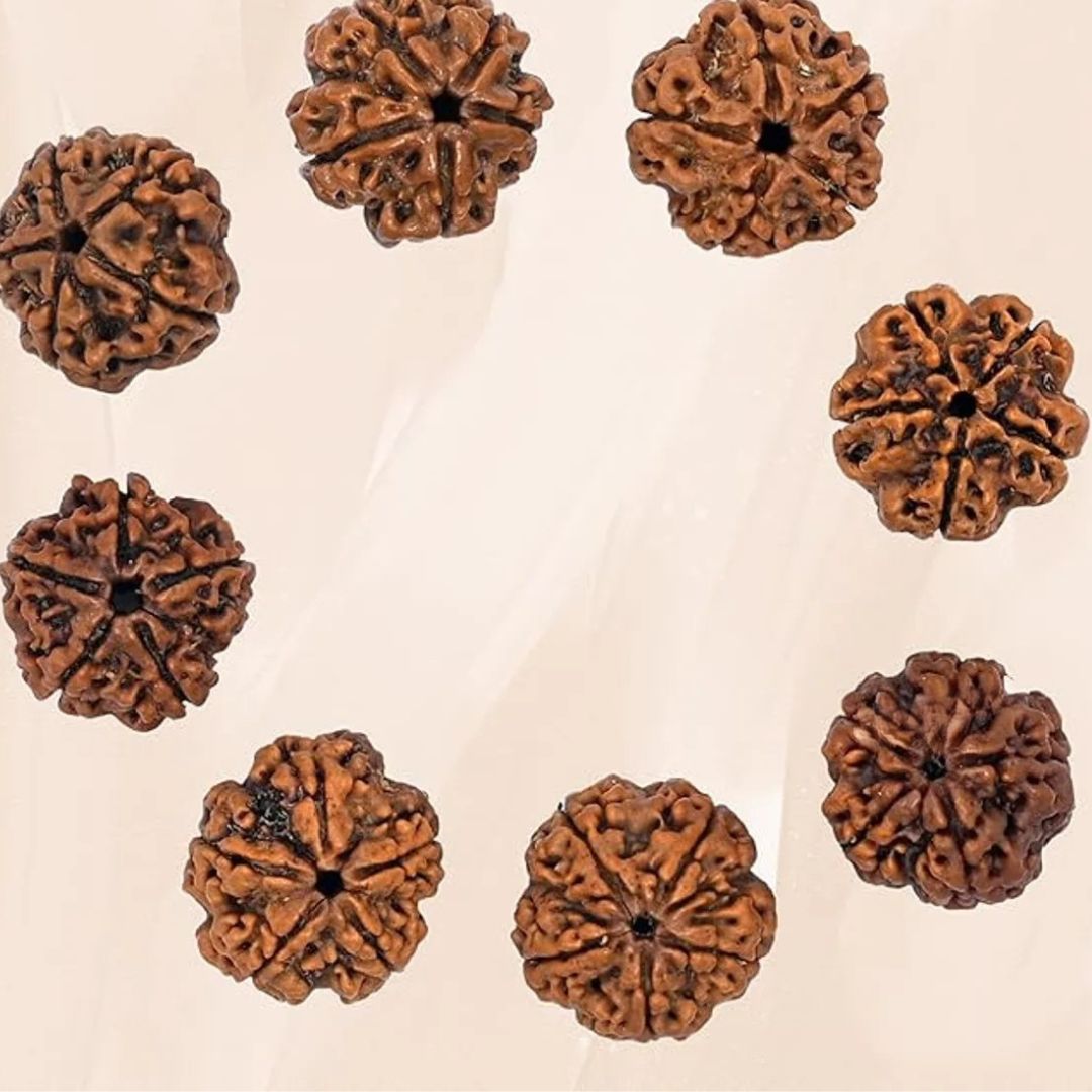 5 Mukhi Rudraksha Bead