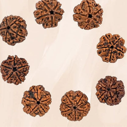 5 Mukhi Rudraksha Bead