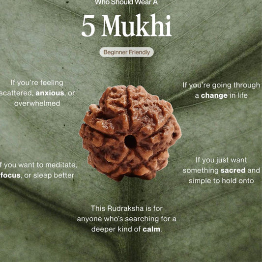 5 Mukhi Rudraksha Bead