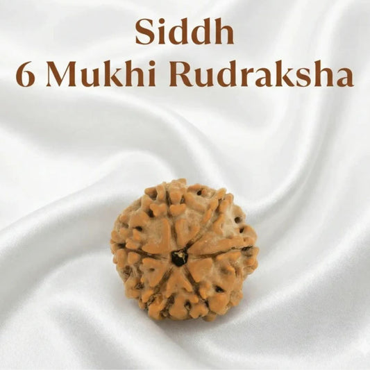 6 Mukhi Rudraksha Bead