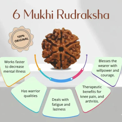 6 Mukhi Rudraksha Bead