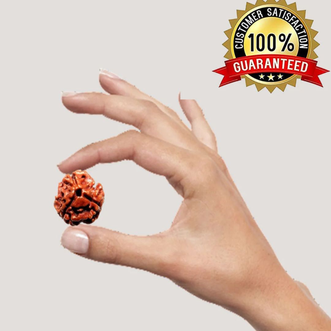 3 Mukhi Rudraksha