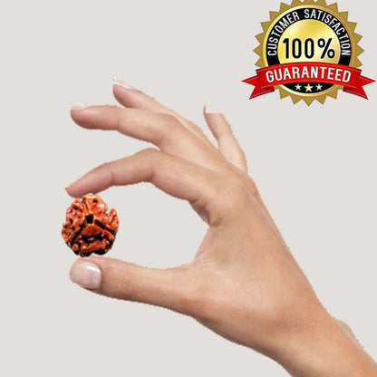 3 Mukhi Rudraksha