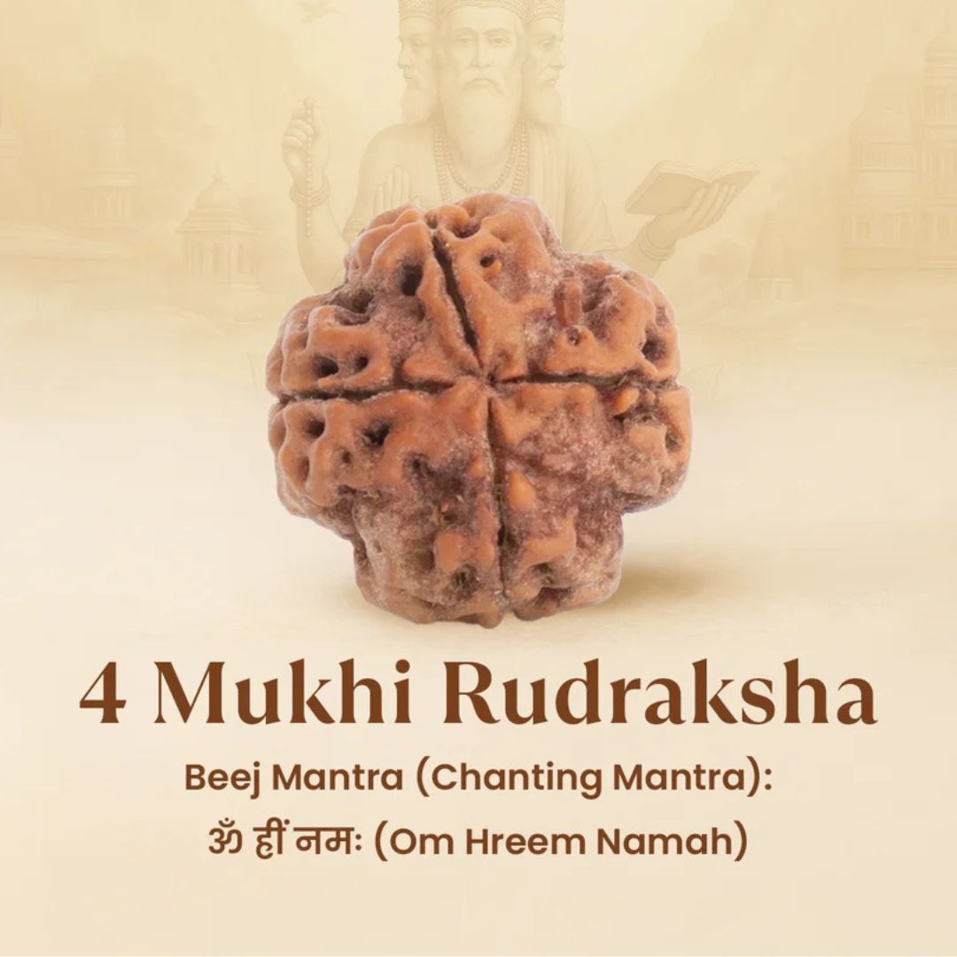 4 Mukhi Rudraksha