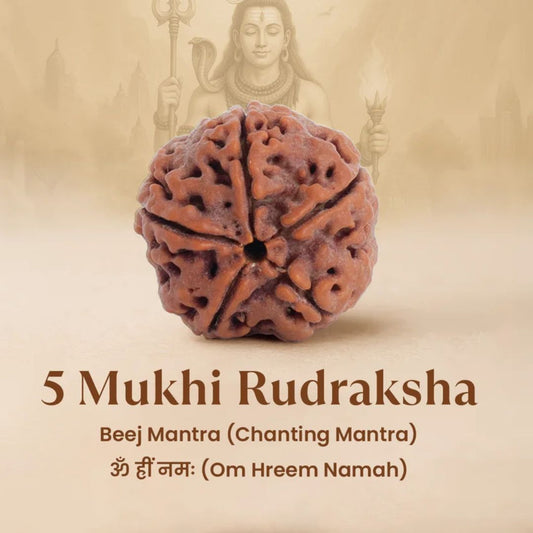 5 Mukhi Rudraksha Bead